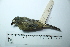  ( - MUSM-Orn-19854)  @11 [ ] CreativeCommons - Attribution Non-Commercial Share-Alike (2017) Unspecified Universidad Nacional Mayor de San Marcos, Museo de Historia Natural