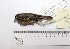  (Tyrannulus - MUSM-Orn-20373)  @11 [ ] CreativeCommons - Attribution Non-Commercial Share-Alike (2017) Unspecified Universidad Nacional Mayor de San Marcos, Museo de Historia Natural
