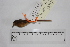  (Leptasthenura yanacensis - MUSM-Orn-20761)  @11 [ ] CreativeCommons - Attribution Non-Commercial Share-Alike (2017) Unspecified Universidad Nacional Mayor de San Marcos, Museo de Historia Natural