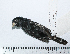  (Oryzoborus crassirostris - MUSM-Orn-20852)  @11 [ ] CreativeCommons - Attribution Non-Commercial Share-Alike (2017) Unspecified Universidad Nacional Mayor de San Marcos, Museo de Historia Natural