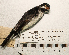  (Sporophila bouvronides - MUSM-Orn-20859)  @11 [ ] CreativeCommons - Attribution Non-Commercial Share-Alike (2017) Unspecified Universidad Nacional Mayor de San Marcos, Museo de Historia Natural