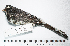  (Saltator cinctus - MUSM-Orn-21725)  @11 [ ] CreativeCommons - Attribution Non-Commercial Share-Alike (2017) Unspecified Universidad Nacional Mayor de San Marcos, Museo de Historia Natural