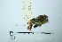  ( - MUSM-Orn-22494)  @11 [ ] CreativeCommons - Attribution Non-Commercial Share-Alike (2017) Unspecified Universidad Nacional Mayor de San Marcos, Museo de Historia Natural
