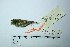 (Myiophobus inornatus - MUSM-Orn-23286)  @11 [ ] CreativeCommons - Attribution Non-Commercial Share-Alike (2017) Unspecified Universidad Nacional Mayor de San Marcos, Museo de Historia Natural