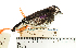 (Iodopleura - MUSM-Orn-23308)  @11 [ ] CreativeCommons - Attribution Non-Commercial Share-Alike (2017) Unspecified Universidad Nacional Mayor de San Marcos, Museo de Historia Natural