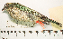  (Tangara meyerdeschauenseei - MUSM-Orn-24137)  @11 [ ] CreativeCommons - Attribution Non-Commercial Share-Alike (2017) Unspecified Universidad Nacional Mayor de San Marcos, Museo de Historia Natural