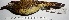  (Colaptes punctigula - MUSM-Orn-24537)  @11 [ ] CreativeCommons - Attribution Non-Commercial Share-Alike (2017) Unspecified Universidad Nacional Mayor de San Marcos, Museo de Historia Natural