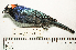  (Iridosornis reinhardti - MUSM-Orn-24550)  @11 [ ] CreativeCommons - Attribution Non-Commercial Share-Alike (2017) Unspecified Universidad Nacional Mayor de San Marcos, Museo de Historia Natural