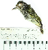  (Myiornis - MUSM-Orn-24836)  @11 [ ] CreativeCommons - Attribution Non-Commercial Share-Alike (2017) Unspecified Universidad Nacional Mayor de San Marcos, Museo de Historia Natural