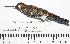  ( - MUSM-Orn-24934)  @11 [ ] CreativeCommons - Attribution Non-Commercial Share-Alike (2017) Unspecified Universidad Nacional Mayor de San Marcos, Museo de Historia Natural