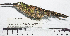  ( - MUSM-Orn-24935)  @11 [ ] CreativeCommons - Attribution Non-Commercial Share-Alike (2017) Unspecified Universidad Nacional Mayor de San Marcos, Museo de Historia Natural