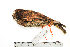  (Megascops marshalli - MUSM-Orn-25042)  @11 [ ] CreativeCommons - Attribution Non-Commercial Share-Alike (2017) Unspecified Universidad Nacional Mayor de San Marcos, Museo de Historia Natural