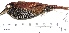  ( - MUSM-Orn-25654)  @11 [ ] CreativeCommons - Attribution Non-Commercial Share-Alike (2017) Unspecified Universidad Nacional Mayor de San Marcos, Museo de Historia Natural