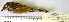  ( - MUSM-Orn-25743_rerun)  @11 [ ] CreativeCommons - Attribution Non-Commercial Share-Alike (2017) Unspecified Universidad Nacional Mayor de San Marcos, Museo de Historia Natural