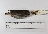  (Myrmothera - MUSM-Orn-25759)  @11 [ ] CreativeCommons - Attribution Non-Commercial Share-Alike (2017) Unspecified Universidad Nacional Mayor de San Marcos, Museo de Historia Natural