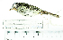 (Pogonotriccus ophthalmicus - MUSM-Orn-25822)  @11 [ ] CreativeCommons - Attribution Non-Commercial Share-Alike (2017) Unspecified Universidad Nacional Mayor de San Marcos, Museo de Historia Natural