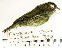  ( - MUSM-Orn-25842)  @11 [ ] CreativeCommons - Attribution Non-Commercial Share-Alike (2017) Unspecified Universidad Nacional Mayor de San Marcos, Museo de Historia Natural