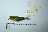  ( - MUSM-Orn-25898)  @11 [ ] CreativeCommons - Attribution Non-Commercial Share-Alike (2017) Unspecified Universidad Nacional Mayor de San Marcos, Museo de Historia Natural
