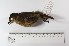  (Grallaria - MUSM-Orn-26379)  @11 [ ] CreativeCommons - Attribution Non-Commercial Share-Alike (2017) Unspecified Universidad Nacional Mayor de San Marcos, Museo de Historia Natural