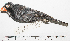  ( - MUSM-Orn-26491)  @11 [ ] CreativeCommons - Attribution Non-Commercial Share-Alike (2017) Unspecified Universidad Nacional Mayor de San Marcos, Museo de Historia Natural