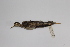  ( - MUSM-Orn-26603)  @11 [ ] CreativeCommons - Attribution Non-Commercial Share-Alike (2017) Unspecified Universidad Nacional Mayor de San Marcos, Museo de Historia Natural