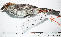  (Atlapetes rufigenis - MUSM-Orn-26931)  @11 [ ] CreativeCommons - Attribution Non-Commercial Share-Alike (2017) Unspecified Universidad Nacional Mayor de San Marcos, Museo de Historia Natural