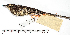  ( - MUSM-Orn-27013)  @11 [ ] CreativeCommons - Attribution Non-Commercial Share-Alike (2017) Unspecified Universidad Nacional Mayor de San Marcos, Museo de Historia Natural