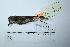  (Contopus cooperi - MUSM-Orn-27921)  @11 [ ] CreativeCommons - Attribution Non-Commercial Share-Alike (2017) Unspecified Universidad Nacional Mayor de San Marcos, Museo de Historia Natural