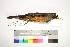  ( - MUSM-Orn-27979)  @11 [ ] CreativeCommons - Attribution Non-Commercial Share-Alike (2017) Unspecified Universidad Nacional Mayor de San Marcos, Museo de Historia Natural