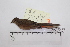  ( - MUSM-Orn-28288)  @11 [ ] CreativeCommons - Attribution Non-Commercial Share-Alike (2017) Unspecified Universidad Nacional Mayor de San Marcos, Museo de Historia Natural