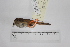  ( - MUSM-Orn-28442)  @11 [ ] CreativeCommons - Attribution Non-Commercial Share-Alike (2017) Unspecified Universidad Nacional Mayor de San Marcos, Museo de Historia Natural