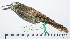  ( - MUSM-Orn-28849)  @11 [ ] CreativeCommons - Attribution Non-Commercial Share-Alike (2017) Unspecified Universidad Nacional Mayor de San Marcos, Museo de Historia Natural