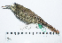  ( - MUSM-Orn-28851)  @11 [ ] CreativeCommons - Attribution Non-Commercial Share-Alike (2017) Unspecified Universidad Nacional Mayor de San Marcos, Museo de Historia Natural