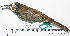  ( - MUSM-Orn-28853)  @11 [ ] CreativeCommons - Attribution Non-Commercial Share-Alike (2017) Unspecified Universidad Nacional Mayor de San Marcos, Museo de Historia Natural