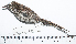  ( - MUSM-Orn-28856)  @11 [ ] CreativeCommons - Attribution Non-Commercial Share-Alike (2017) Unspecified Universidad Nacional Mayor de San Marcos, Museo de Historia Natural