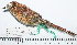  ( - MUSM-Orn-28857)  @11 [ ] CreativeCommons - Attribution Non-Commercial Share-Alike (2017) Unspecified Universidad Nacional Mayor de San Marcos, Museo de Historia Natural