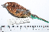 ( - MUSM-Orn-28859)  @11 [ ] CreativeCommons - Attribution Non-Commercial Share-Alike (2017) Unspecified Universidad Nacional Mayor de San Marcos, Museo de Historia Natural
