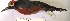  ( - MUSM-Orn-28869)  @11 [ ] CreativeCommons - Attribution Non-Commercial Share-Alike (2017) Unspecified Universidad Nacional Mayor de San Marcos, Museo de Historia Natural