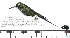  ( - MUSM-Orn-28970)  @11 [ ] CreativeCommons - Attribution Non-Commercial Share-Alike (2017) Unspecified Universidad Nacional Mayor de San Marcos, Museo de Historia Natural