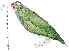  ( - MUSM-Orn-28975)  @11 [ ] CreativeCommons - Attribution Non-Commercial Share-Alike (2017) Unspecified Universidad Nacional Mayor de San Marcos, Museo de Historia Natural