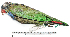  ( - MUSM-Orn-28976)  @11 [ ] CreativeCommons - Attribution Non-Commercial Share-Alike (2017) Unspecified Universidad Nacional Mayor de San Marcos, Museo de Historia Natural