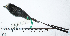  (Colonia - MUSM-Orn-29006)  @11 [ ] CreativeCommons - Attribution Non-Commercial Share-Alike (2017) Unspecified Universidad Nacional Mayor de San Marcos, Museo de Historia Natural