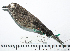  (Myiotheretes - MUSM-Orn-29009)  @11 [ ] CreativeCommons - Attribution Non-Commercial Share-Alike (2017) Unspecified Universidad Nacional Mayor de San Marcos, Museo de Historia Natural