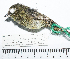  ( - MUSM-Orn-29030)  @11 [ ] CreativeCommons - Attribution Non-Commercial Share-Alike (2017) Unspecified Universidad Nacional Mayor de San Marcos, Museo de Historia Natural