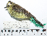  (Silvicultrix diadema - MUSM-Orn-29048)  @11 [ ] CreativeCommons - Attribution Non-Commercial Share-Alike (2017) Unspecified Universidad Nacional Mayor de San Marcos, Museo de Historia Natural