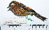  ( - MUSM-Orn-29059)  @11 [ ] CreativeCommons - Attribution Non-Commercial Share-Alike (2017) Unspecified Universidad Nacional Mayor de San Marcos, Museo de Historia Natural