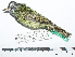  ( - MUSM-Orn-29069)  @11 [ ] CreativeCommons - Attribution Non-Commercial Share-Alike (2017) Unspecified Universidad Nacional Mayor de San Marcos, Museo de Historia Natural
