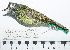  ( - MUSM-Orn-29070)  @11 [ ] CreativeCommons - Attribution Non-Commercial Share-Alike (2017) Unspecified Universidad Nacional Mayor de San Marcos, Museo de Historia Natural
