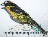  ( - MUSM-Orn-29087)  @11 [ ] CreativeCommons - Attribution Non-Commercial Share-Alike (2017) Unspecified Universidad Nacional Mayor de San Marcos, Museo de Historia Natural