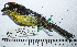  ( - MUSM-Orn-29088)  @11 [ ] CreativeCommons - Attribution Non-Commercial Share-Alike (2017) Unspecified Universidad Nacional Mayor de San Marcos, Museo de Historia Natural
